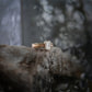 Diamond Riven Escarpment Ring